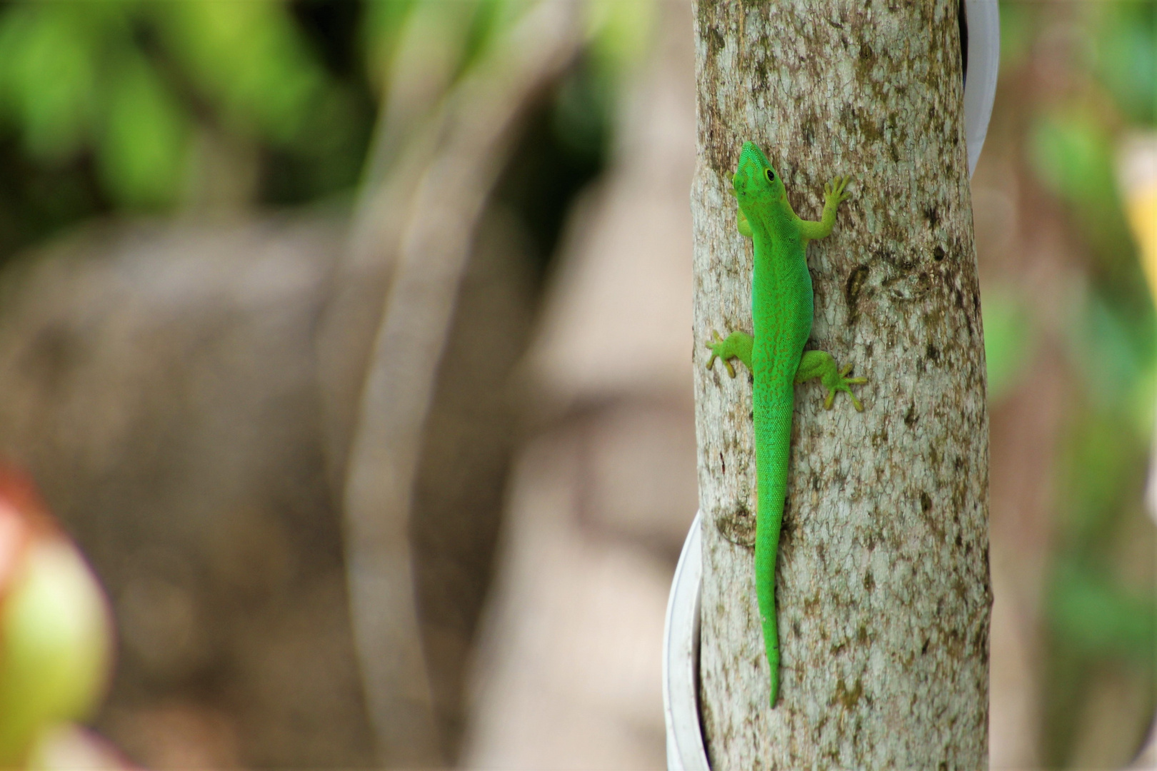 Kleiner Seychellen-Taggecko 