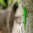 Kleiner Seychellen-Taggecko 