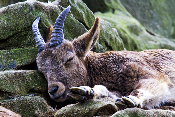 ( Kleiner )  Sibirischer Steinbock