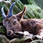 ( Kleiner )  Sibirischer Steinbock