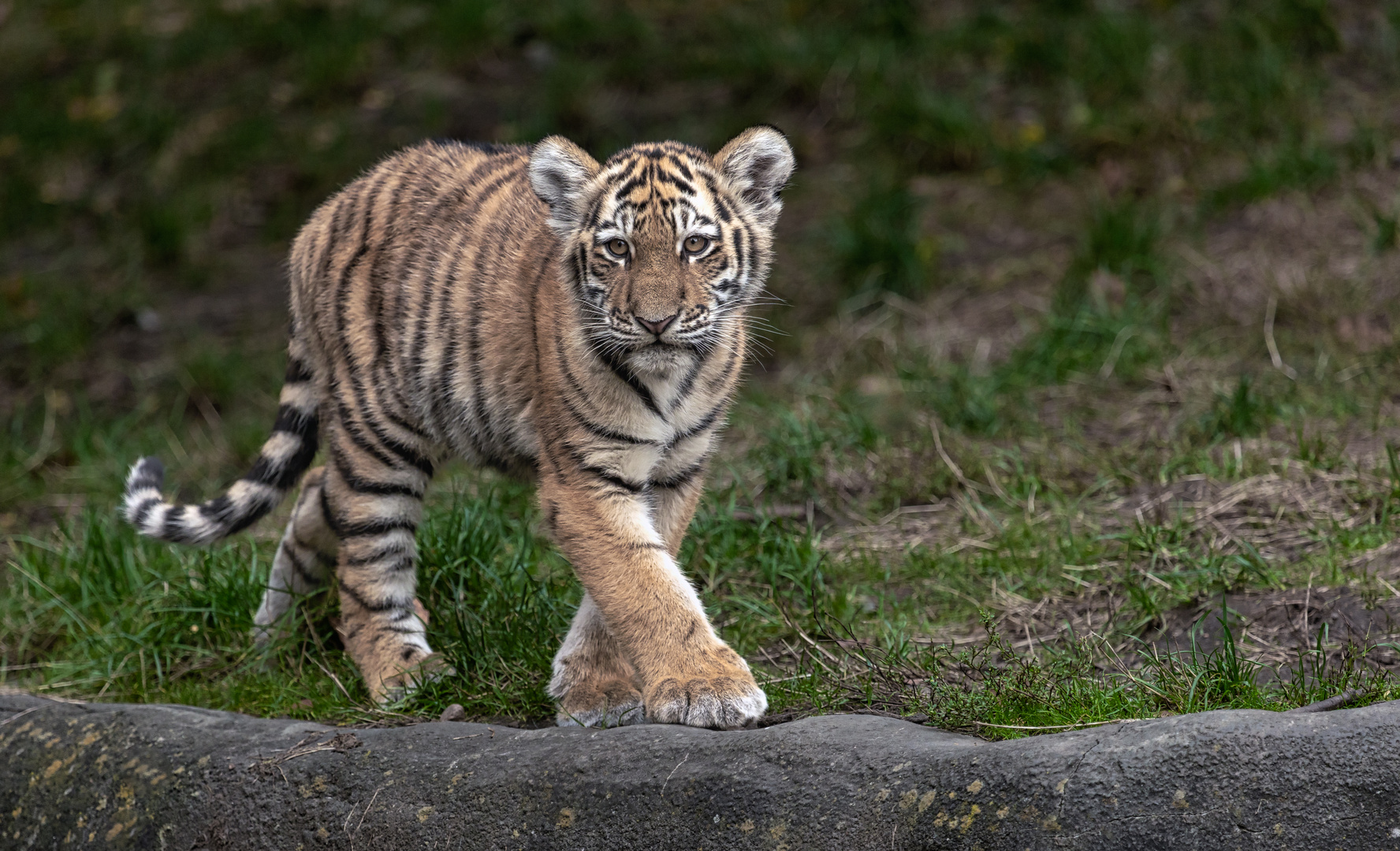 kleiner sibirischer Tiger.....auf leisen Sohlen .....