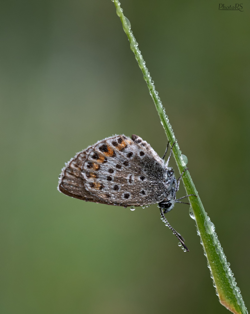 Kleiner Silberfleckbläuling (Plebejus argus) 