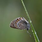 Kleiner Silberfleckbläuling (Plebejus argus) 