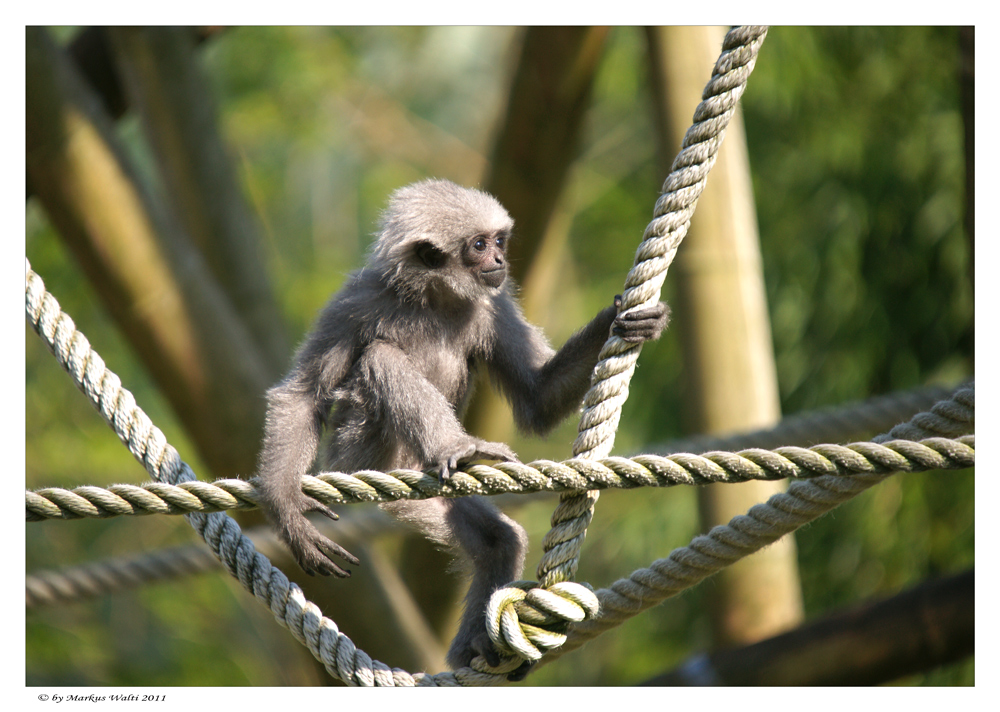 kleiner Silbergibbon