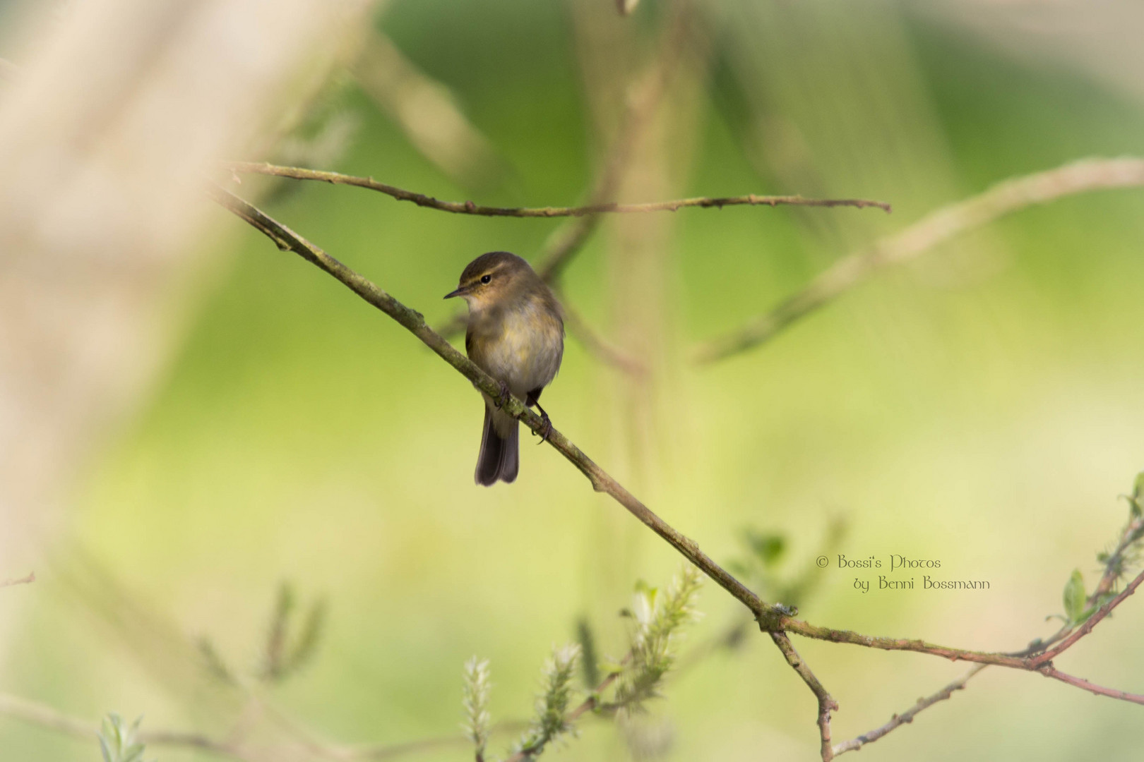 Kleiner Singvogel