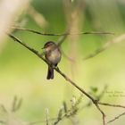 Kleiner Singvogel