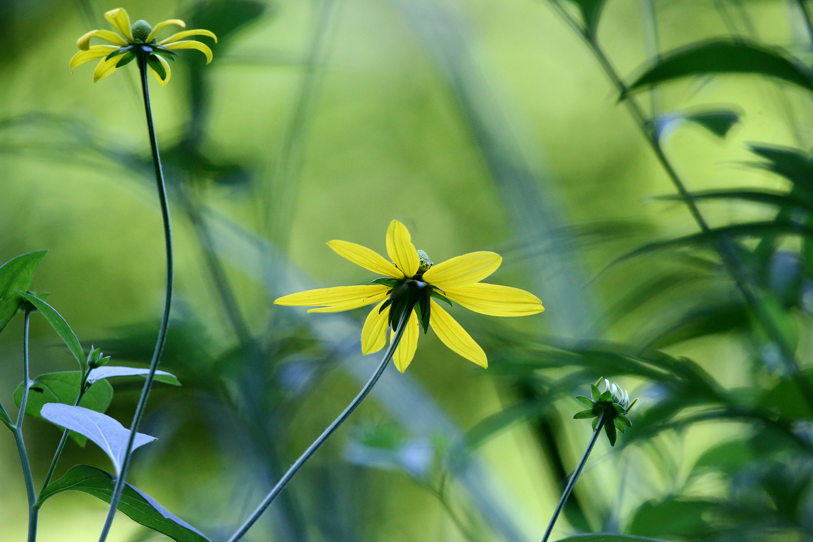 Kleiner Sommergruss