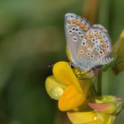 Kleiner Sonnenröschen-Bläuling 