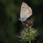 Kleiner Sonnenröschen Bläuling