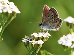 kleiner Sonnenröschen-Bläuling