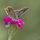  Kleiner Sonnenröschen-Bläuling,