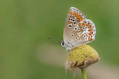  Kleiner Sonnenröschen Bläuling  