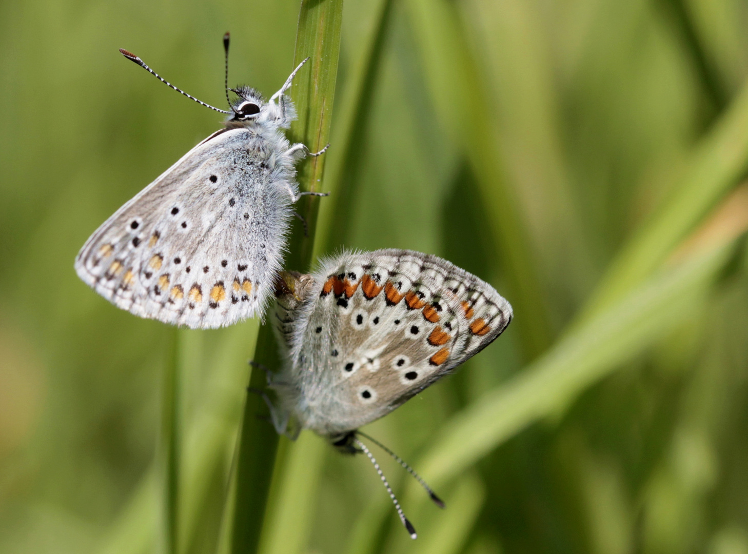 Kleiner Sonnenröschen-Bläuling, Aricia agestis