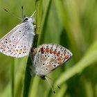 Kleiner Sonnenröschen-Bläuling, Aricia agestis