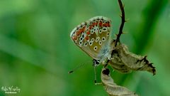 Kleiner Sonnenröschen-Bläuling - Aricia agestis