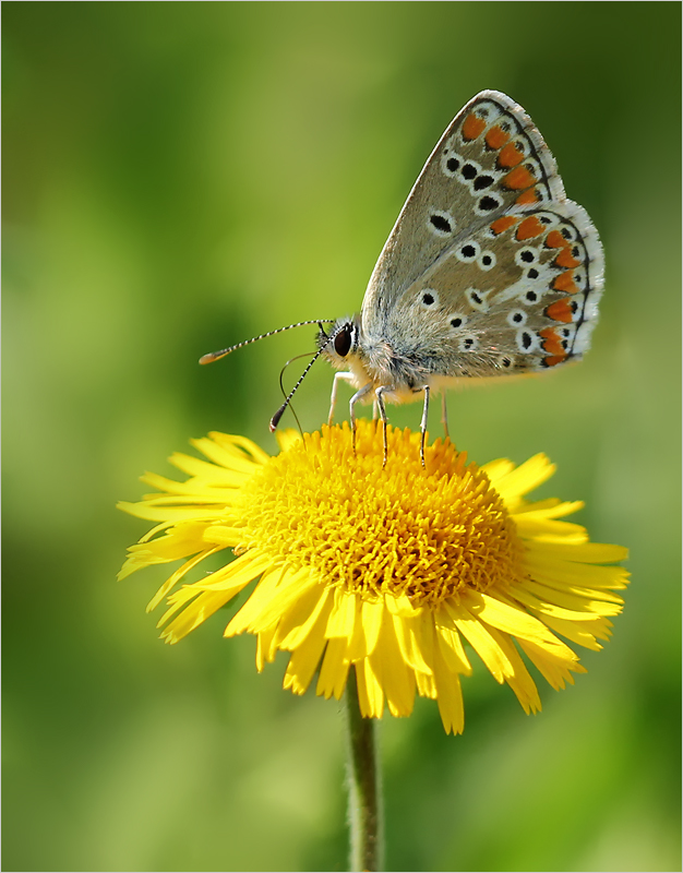 Kleiner Sonnenröschen-Bläuling (Aricia agestis)