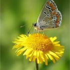 Kleiner Sonnenröschen-Bläuling (Aricia agestis)