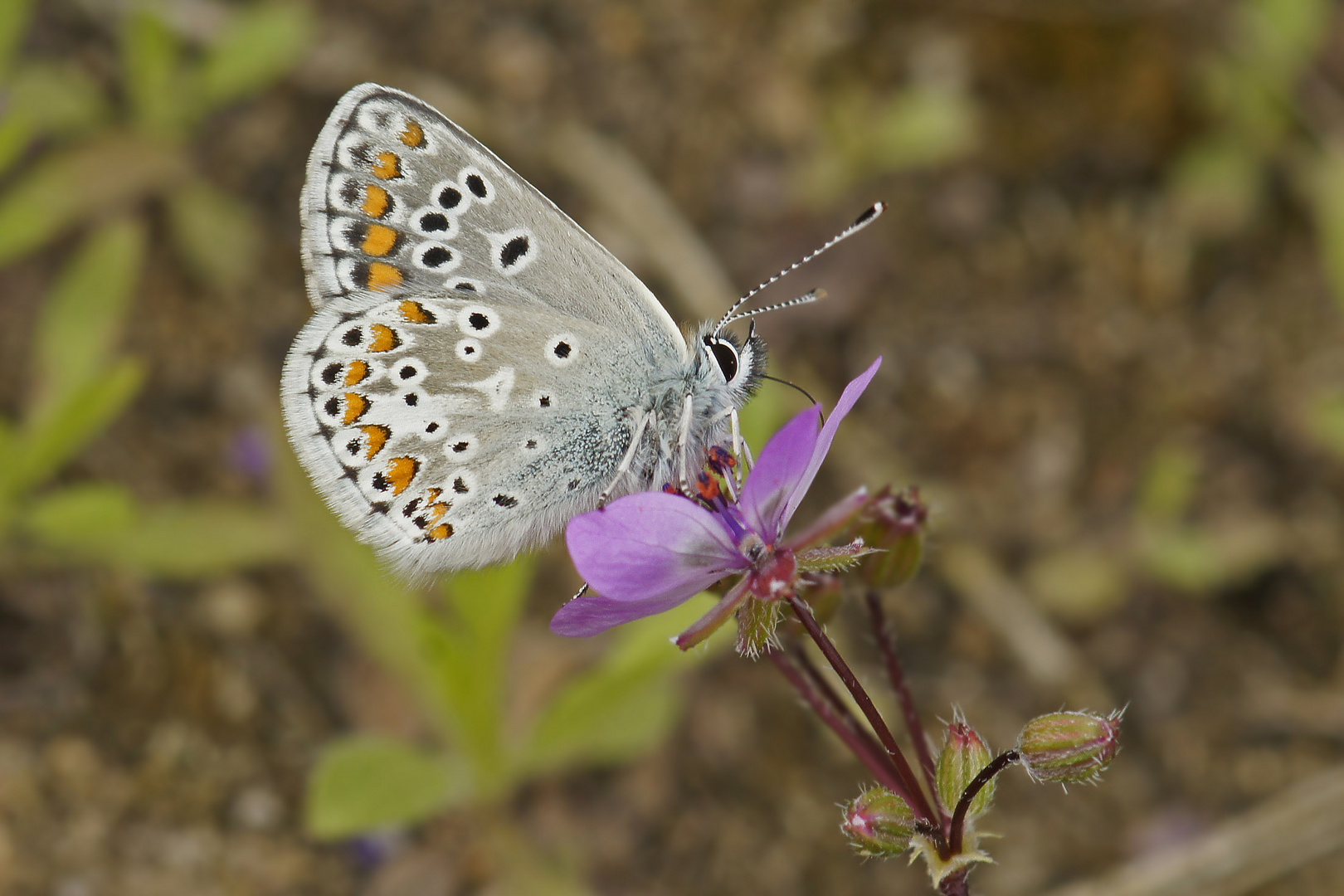 Kleiner Sonnenröschen-Bläuling (Aricia agestis)