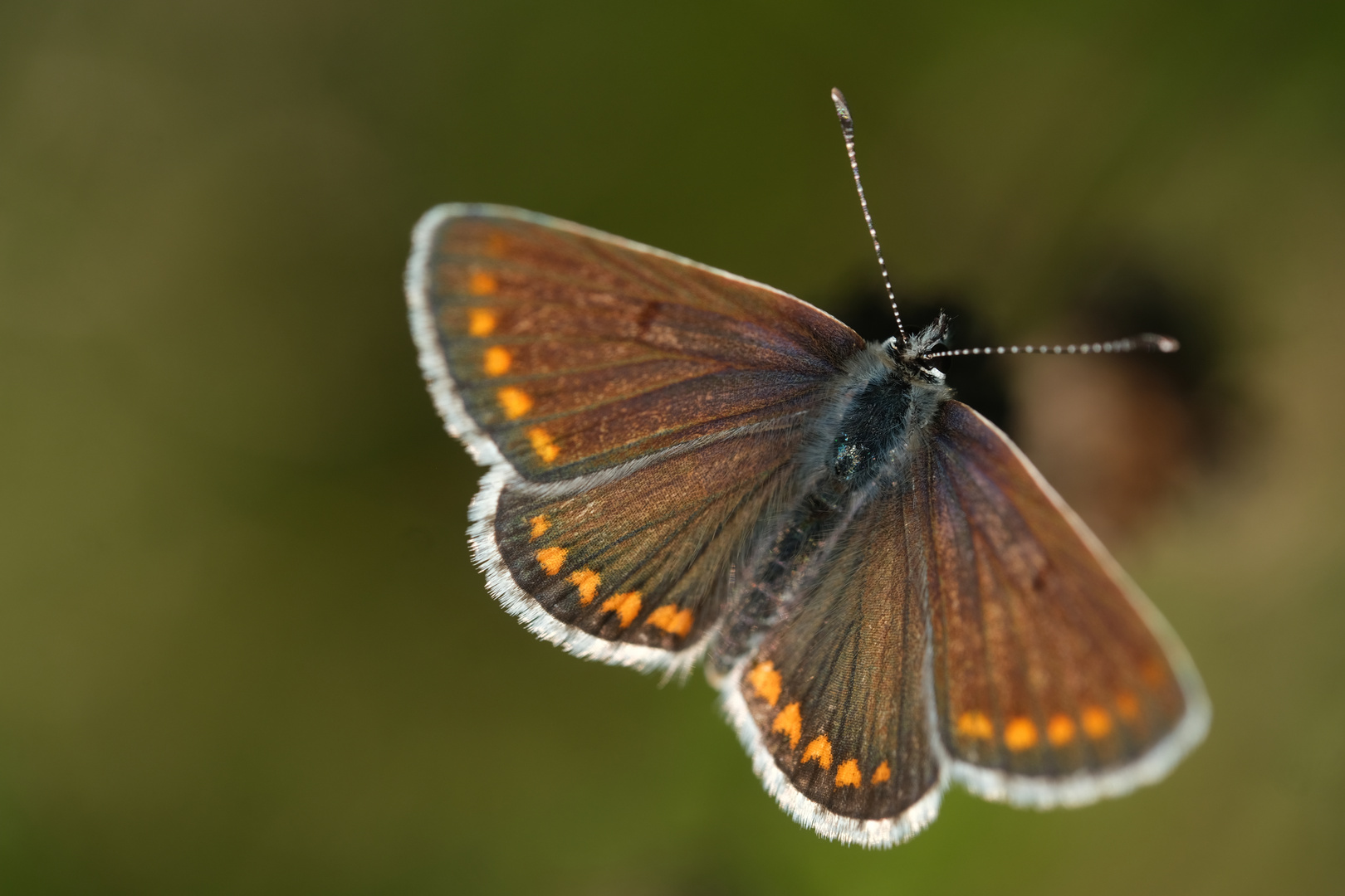 Kleiner Sonnenröschen-Bläuling (Aricia agestis)