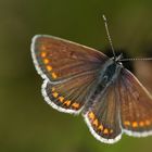 Kleiner Sonnenröschen-Bläuling (Aricia agestis)