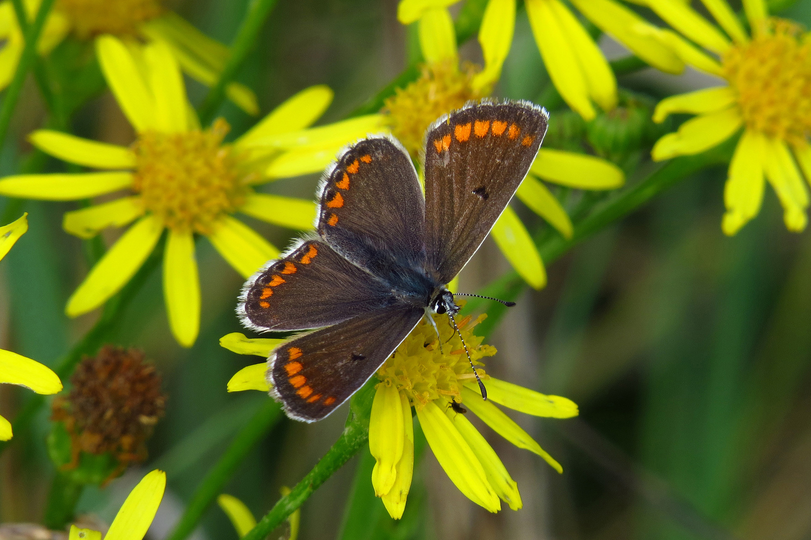 Kleiner Sonnenröschen-Bläuling, Aricia agestis