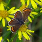 Kleiner Sonnenröschen-Bläuling, Aricia agestis