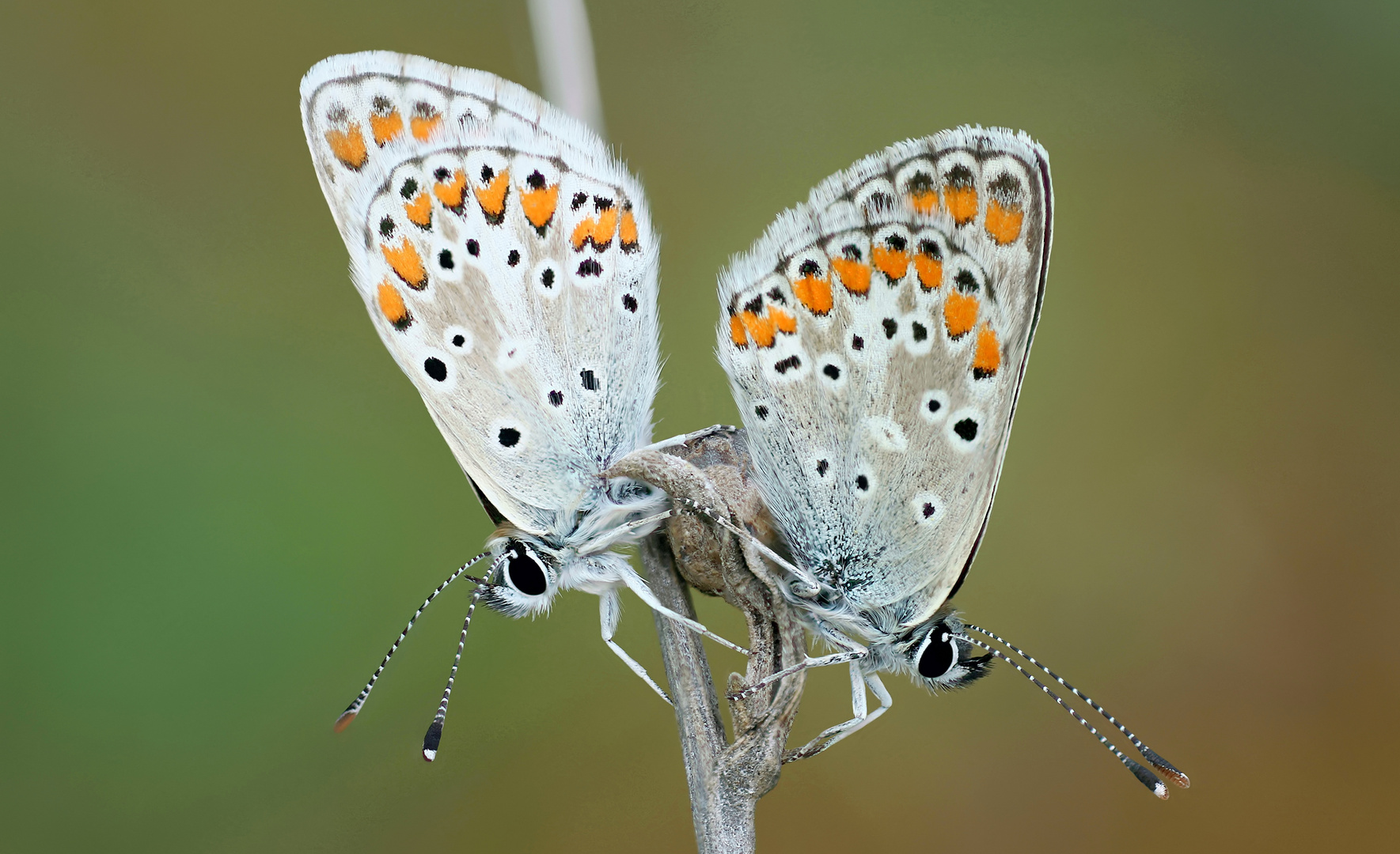 Kleiner Sonnenröschen-Bläuling (Aricia agestis)