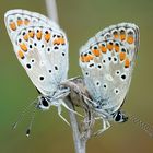 Kleiner Sonnenröschen-Bläuling (Aricia agestis)