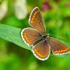 Kleiner Sonnenröschen-Bläuling (Aricia agestis)