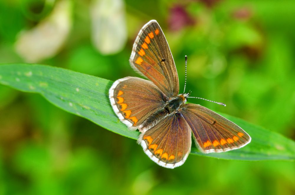 Kleiner Sonnenröschen-Bläuling (Aricia agestis)