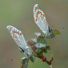 Kleiner Sonnenröschen-Bläuling (Aricia agestis)