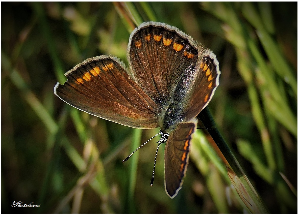 Kleiner Sonnenröschen-Bläuling (Aricia agestis?) auf Grashalm