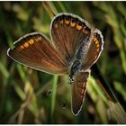 Kleiner Sonnenröschen-Bläuling (Aricia agestis?) auf Grashalm