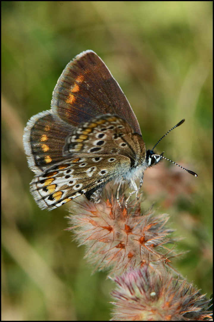 Kleiner Sonnenröschen-Bläuling (Aricia agestis) - bei der Eiablage ?