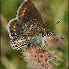 Kleiner Sonnenröschen-Bläuling (Aricia agestis) - bei der Eiablage ?