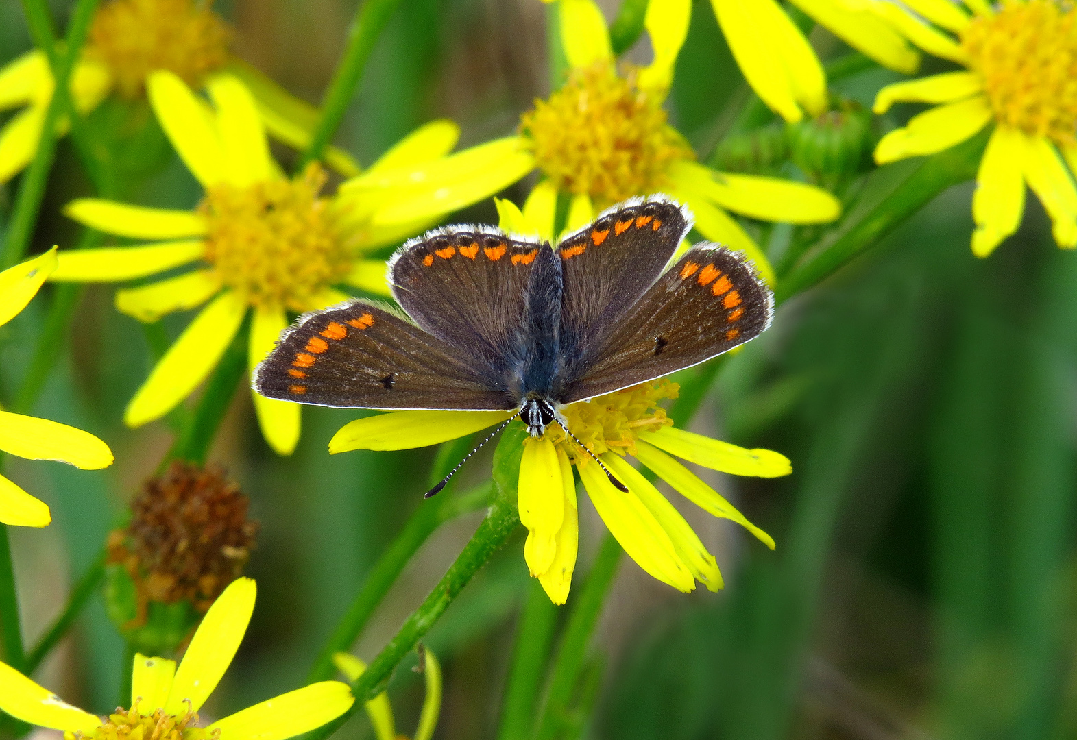 Kleiner Sonnenröschen-Bläuling, Aricia agestis