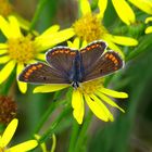 Kleiner Sonnenröschen-Bläuling, Aricia agestis