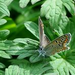 Kleiner Sonnenröschen-Bläuling (Aricia agestis)