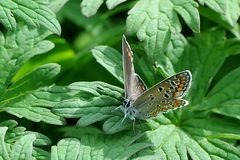 Kleiner Sonnenröschen-Bläuling (Aricia agestis)