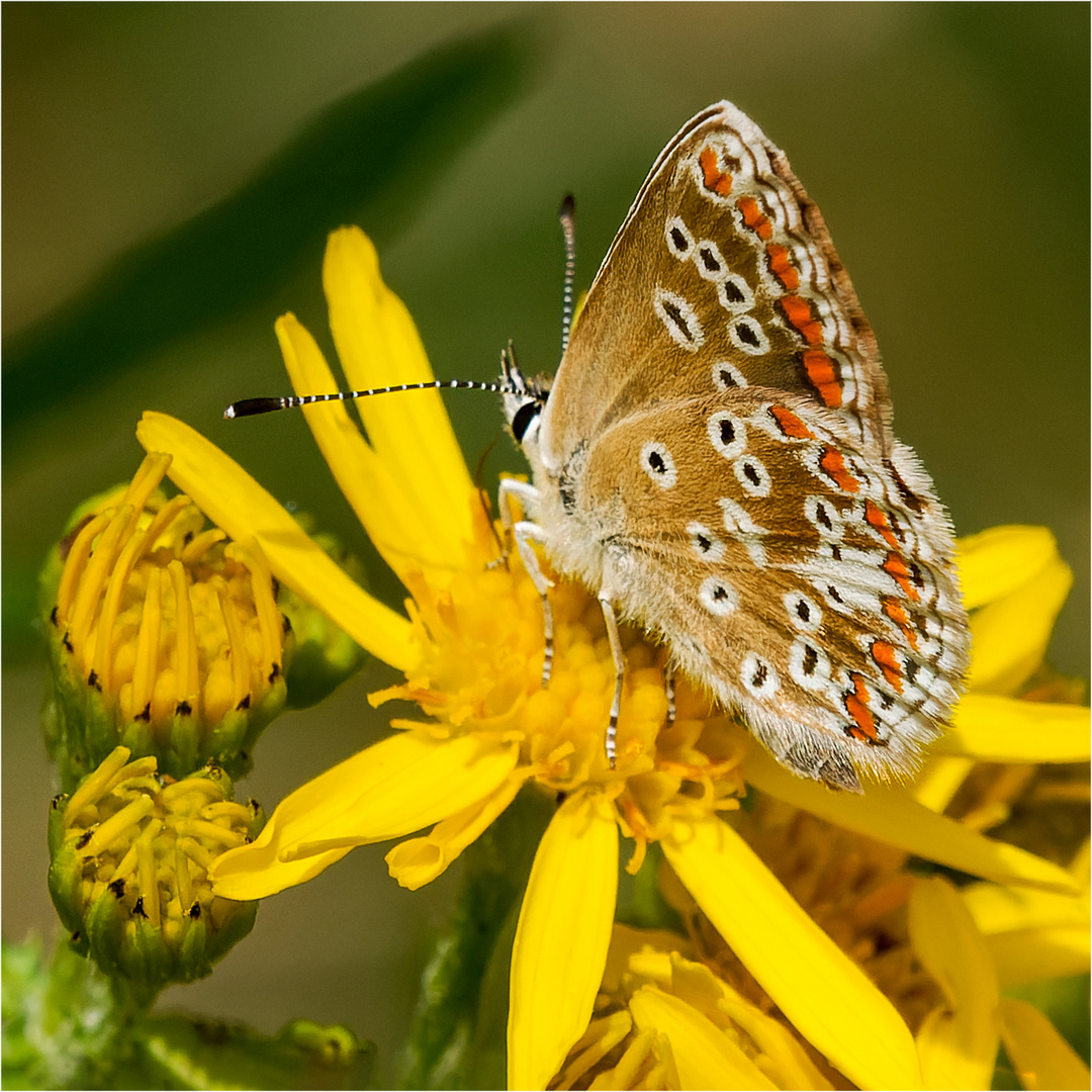 Kleiner Sonnenröschen Bläuling  Aricia agestis -