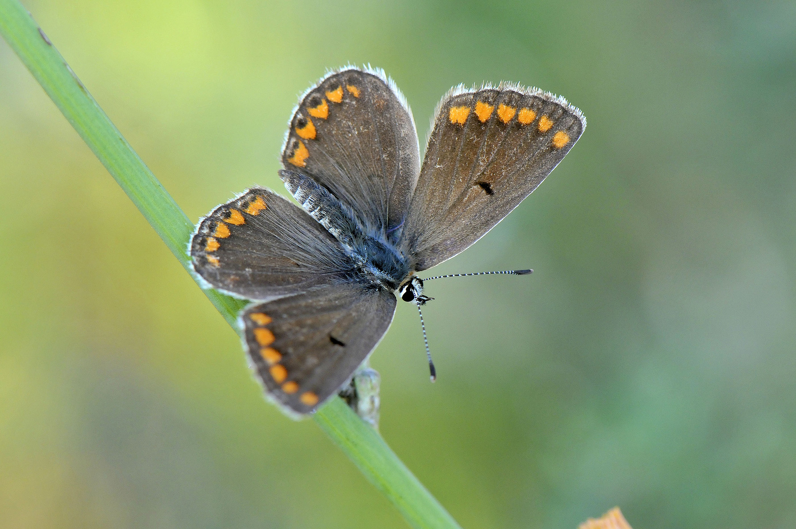 Kleiner Sonnenröschen-Bläuling / Aricia agestis (ND)