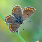 Kleiner Sonnenröschen-Bläuling / Aricia agestis (ND)