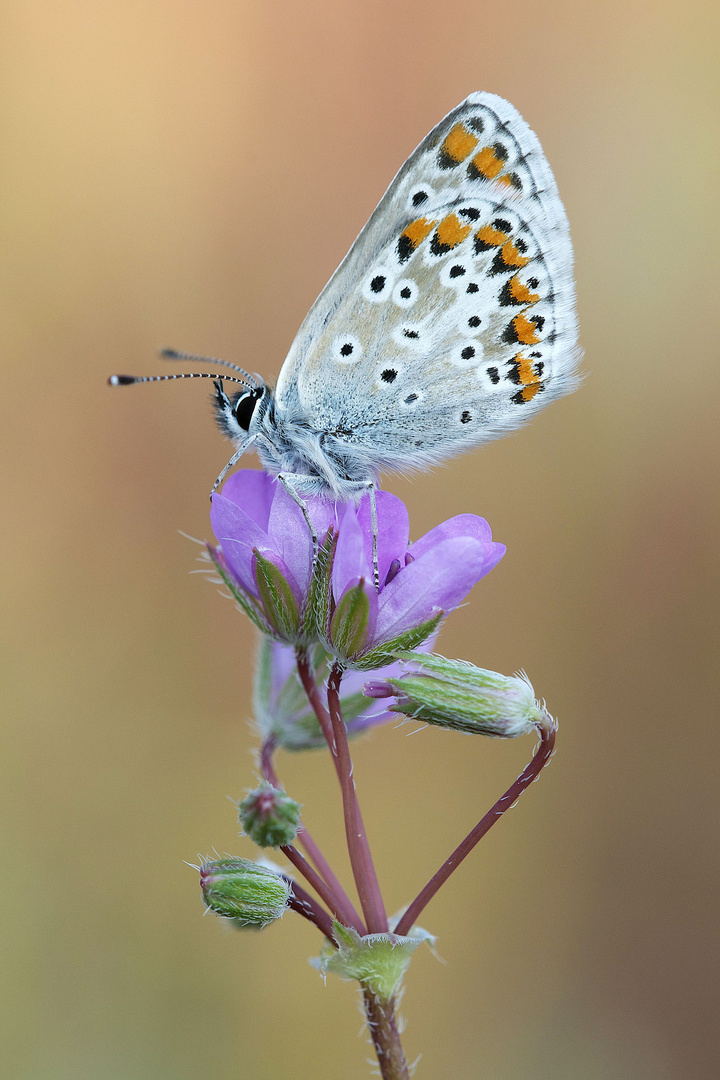 Kleiner Sonnenröschen-Bläuling / Aricia agestis (ND)