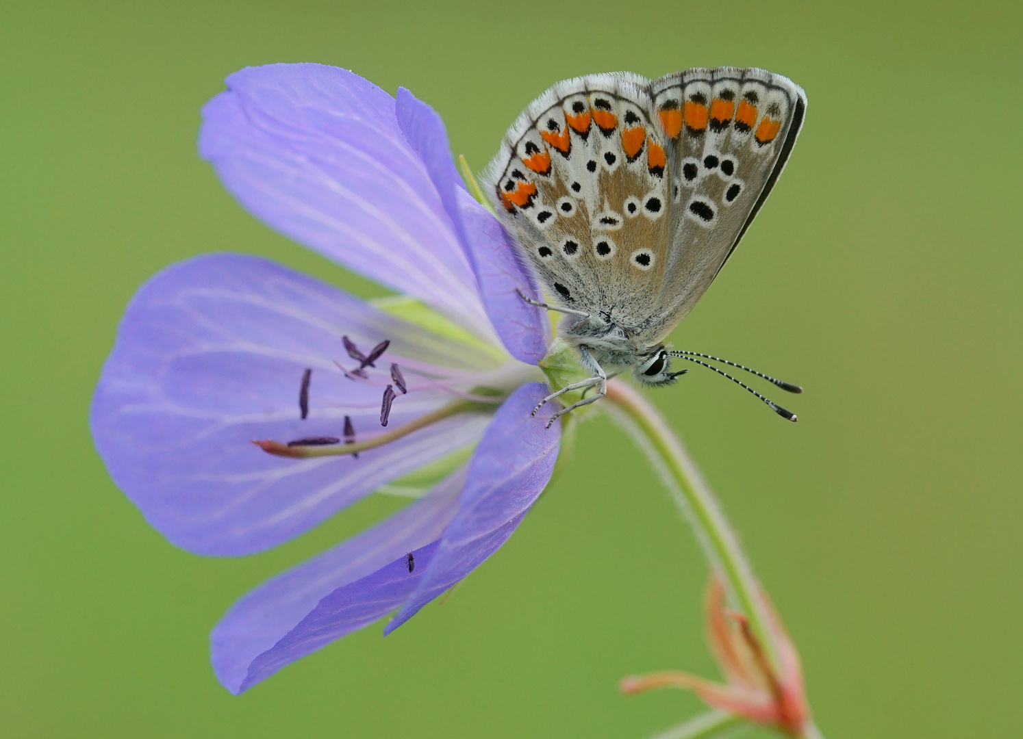 Kleiner Sonnenröschen-Bläuling, Aricia agestis.l