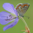 Kleiner Sonnenröschen-Bläuling, Aricia agestis.l