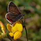 Kleiner Sonnenröschen Bläuling auf Blüte 001