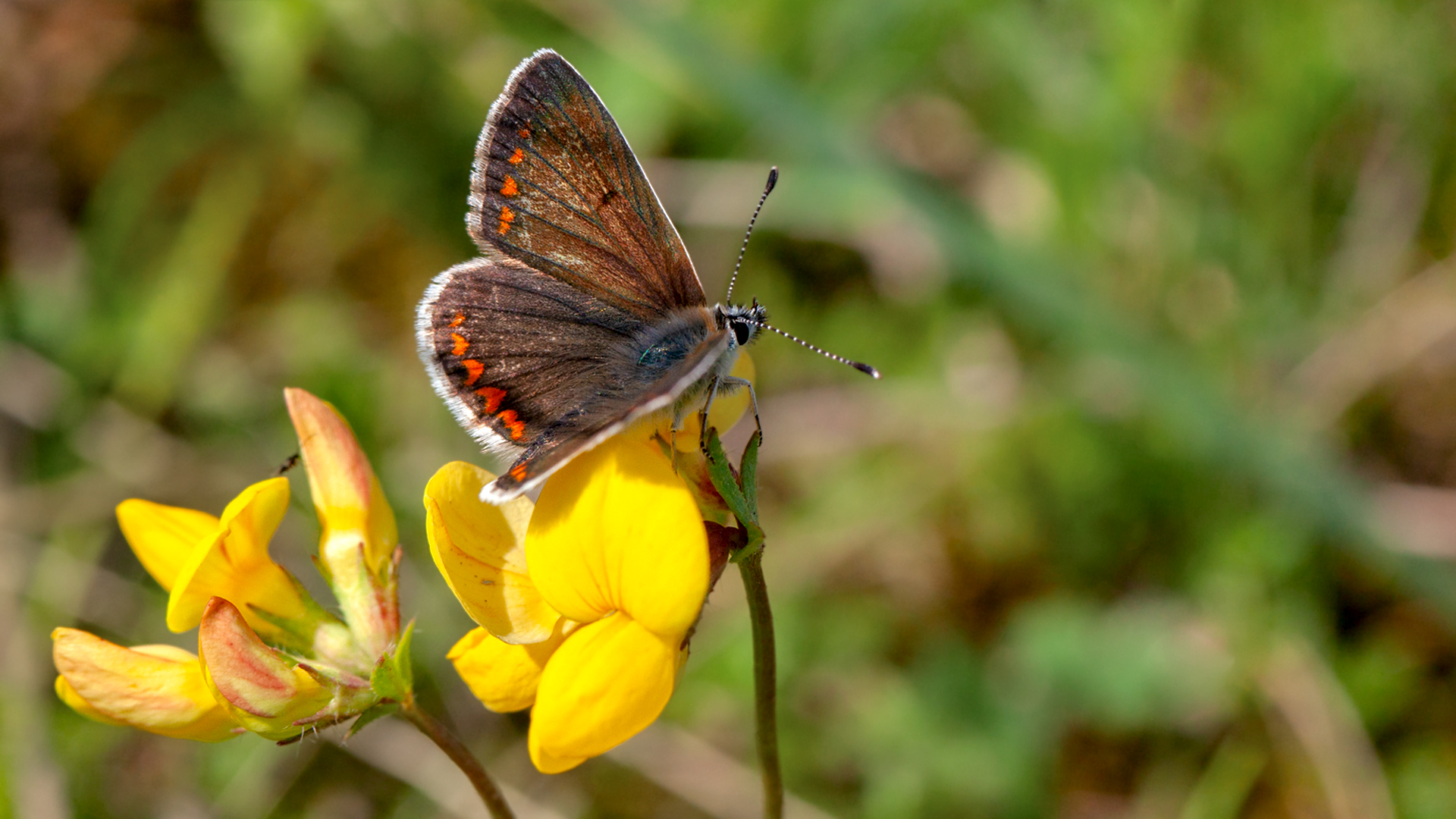 Kleiner Sonnenröschen Bläuling auf Blüte 