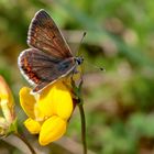 Kleiner Sonnenröschen Bläuling auf Blüte 