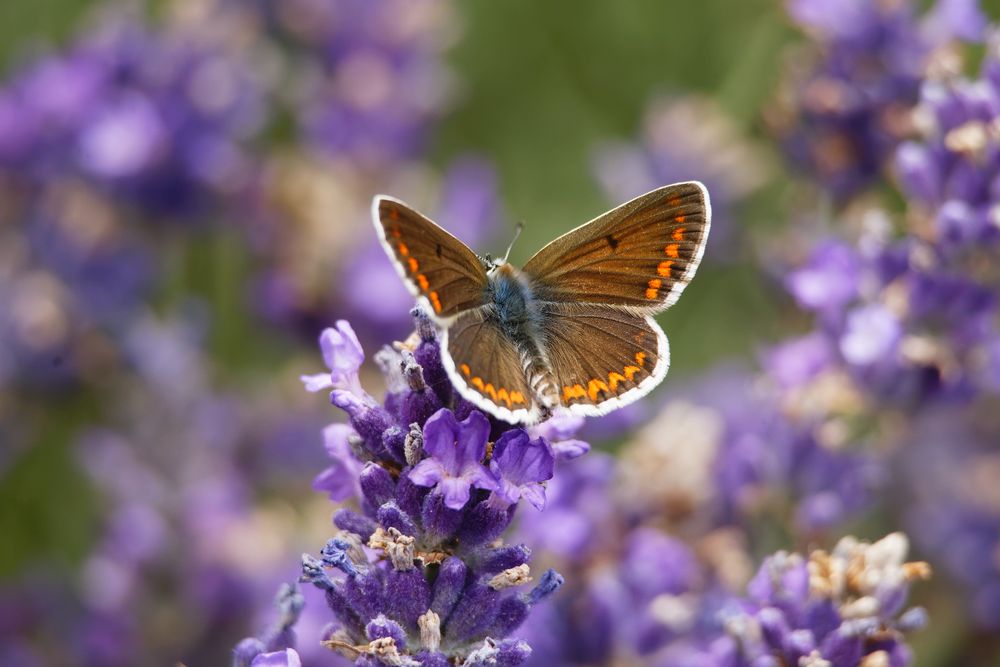 Kleiner Sonnenröschen-Bläuling auf Lavendel