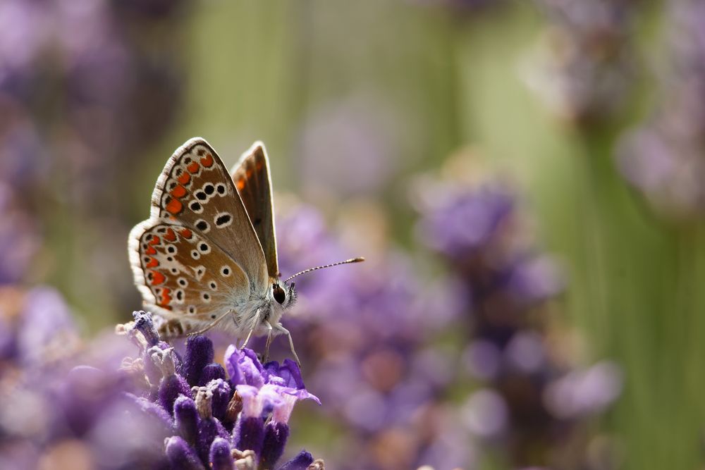 Kleiner Sonnenröschen-Bläuling auf Lavendel